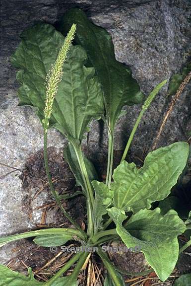 plantago major 1 graphic